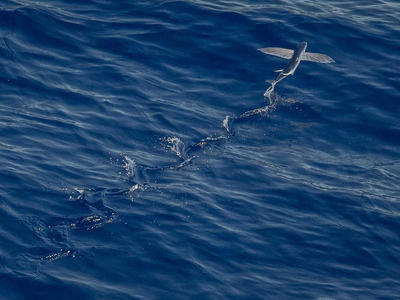 XalvenNexoHavor Barahona